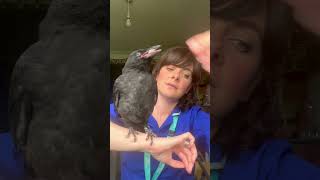 My dogs found an injured crow crow birds short [upl. by Doble]