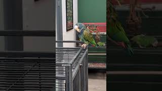 The underrated Pionus Parrots birds parrot pets animalowner petstore education [upl. by Juliet182]