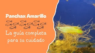 Panchax Amarillo La guía completa para su cuidado [upl. by Serle342]