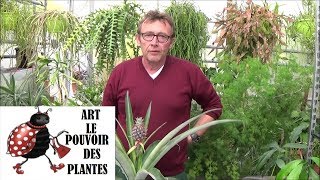 Conseil jardinage comment réussir sa bouture dananas Comment faire pousser un ananas [upl. by Ambrosio]