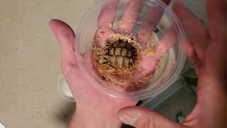 Tortoise Supply Egyptian Hatchling Unboxing [upl. by Rozek813]