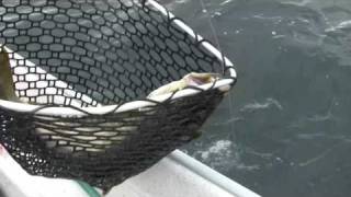 Great Pollock Fishing in Rorvik Norway [upl. by Timothee]