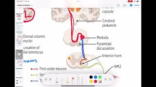 Corticospinal tract  Descending tracts of spinal cord neurology 62  First Aid USMLE Step 1 [upl. by Uttica]