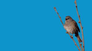 Dunnock singing green screen 4k  youtube [upl. by Yeldahc]