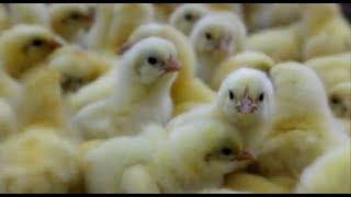 What is factory farming  LAYING HENS [upl. by Prendergast]