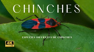 Especies de chinches [upl. by Desirae]