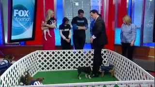 Beth Ostrosky Stern NSAL quotSuper Puppy Gamequot on Fox and Friends [upl. by Oruasi]