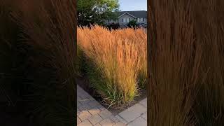 Calamagrostis Karl Foerster in August [upl. by Jaworski]