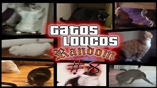 Gatos engraçados e Loucos Random 8  Funny and Crazy Cats [upl. by Lovato319]