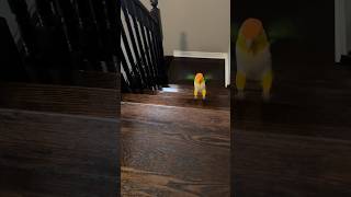 I made it up the stairs  caique caiques parrot parrots funnybird funnyparrot pets pets [upl. by Treacy]