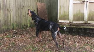 Bluetick Coonhound Baying [upl. by Ainotahs841]