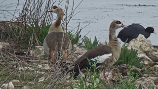 GANSOS DEL NILO CON POLLOS  PN de las Tablas de Daimiel Ciudad Real España [upl. by Alexandre]