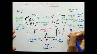 Upper end of Humerus [upl. by Rosella]