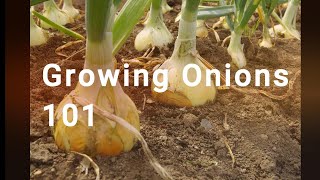 Growing Onions 101 [upl. by Hyacinthe179]