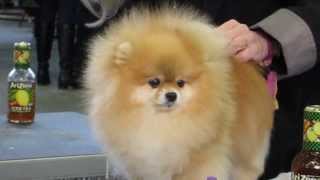 Pomeranian getting poofed at Westminster Dog Show [upl. by Athalee98]