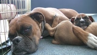 Sleepy 6 Week Old Boxer Puppies [upl. by Anelis961]