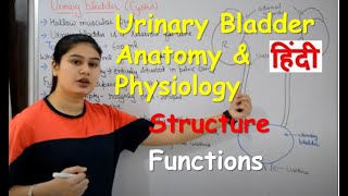 Urinary Bladder Anatomy amp Physiology in Hindi  Structure  Functions [upl. by Akenom]