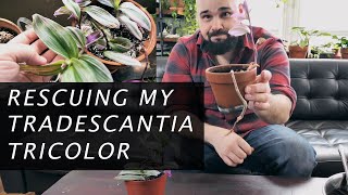 Rescuing my Tradescantia Tricolor Pink Inch Plant [upl. by Marline865]