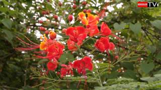 Flamboyant nain Caesalpinia pulcherrima [upl. by Rehpinnej]