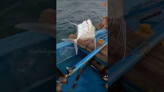 Catching Diamond Trevally Fish Using Prawn Bait fishing fishingvideo oceanfishing [upl. by Kragh]