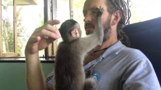 Monkey grooming [upl. by Eleonore]