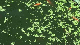 Goldfish Eating Duckweed [upl. by Anna-Maria]