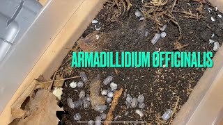 Armadillidium Officinalis  care guide bin swap [upl. by Einwahs]