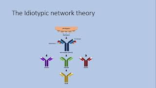 ASI and antiidiotypic antibodies [upl. by Nodnrb]