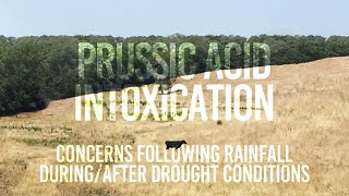 Prussic Acid Intoxication Concerns Following Rainfall DuringAfter Drought Conditions [upl. by Schuh126]