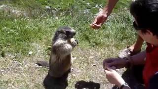 Marmotta domestica [upl. by Viviene]