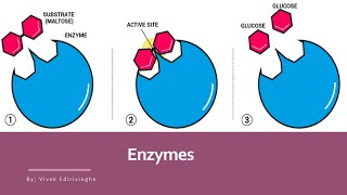 Biology 5090  Unit 4 Enzymes [upl. by Sordnaxela]