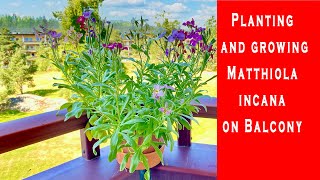 Planting and growing Matthiola incana on Balcony [upl. by Frantz]