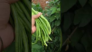 first harvesting of cowpea\lobia 🫘🌱😻 kitchengarden viralvideo trending shorts video [upl. by Virg558]