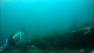 Spearfishing Hogfish and Grouper off Pompano Beach FL [upl. by Cordelie]