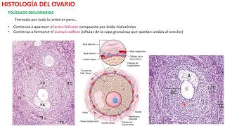 Histología del Ovario [upl. by Alwin]