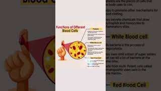 BLOOD CELL FUNCTION blood trending music viralvideo biology shorts remix [upl. by Arah]