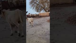 Calf tries running away when trying to move it [upl. by Ahsyekat]