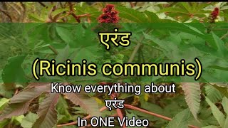 एरंडRicinus communis  Ayurvedic Medicinal Plant  Dravyagun  Bams2ndyear [upl. by Alimak]