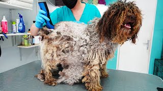 YOU WONT BELIEVE How This DOG Looks AFTER SHAVING All That Matted Fur [upl. by Elimac]