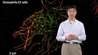 Microscopy SuperResolution Localization Microscopy Bo Huang [upl. by Tihor]