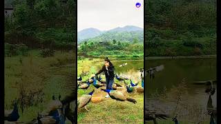 Lovely peacock videopeacock hindisong bollywood love music funny [upl. by Ynamad690]