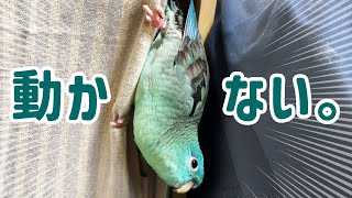 うちのサザナミインコがフリーズしています… [upl. by Andersen]