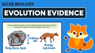 Evidence for Evolution  GCSE Biology [upl. by Gregor]