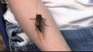 Cicadas causing some disturbances in Newberry [upl. by Annawot404]