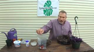 How To Propagate a Purple Passion Plant Gynura Aurantiaca The Plant Farm® [upl. by Giraud]