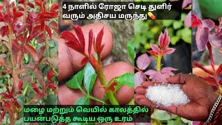 How To Grow Rose Plant New Growth fertilizer tamil rose plant growth tips fertilizer boo garden [upl. by Anyotal]