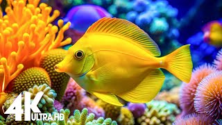 This Aquarium Video 4K Will Make You Sleepy  Exploring Uncharted Aquatic Ecosystems [upl. by Elodie367]