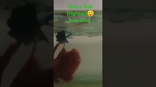 Betta fish fighter fish breeding [upl. by Relyuc]