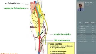 7 vascularisation du membre inférieur [upl. by Ellesor158]