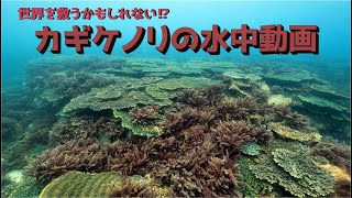 カギケノリ Asparagopsis taxiformis Delile Trevisan 1845の水中動画 [upl. by Ahsiruam]